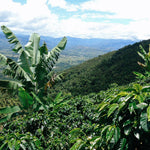 Catapult Coffee | Single Origin | Colombia | Wilder Lasso Pink Bourbon
